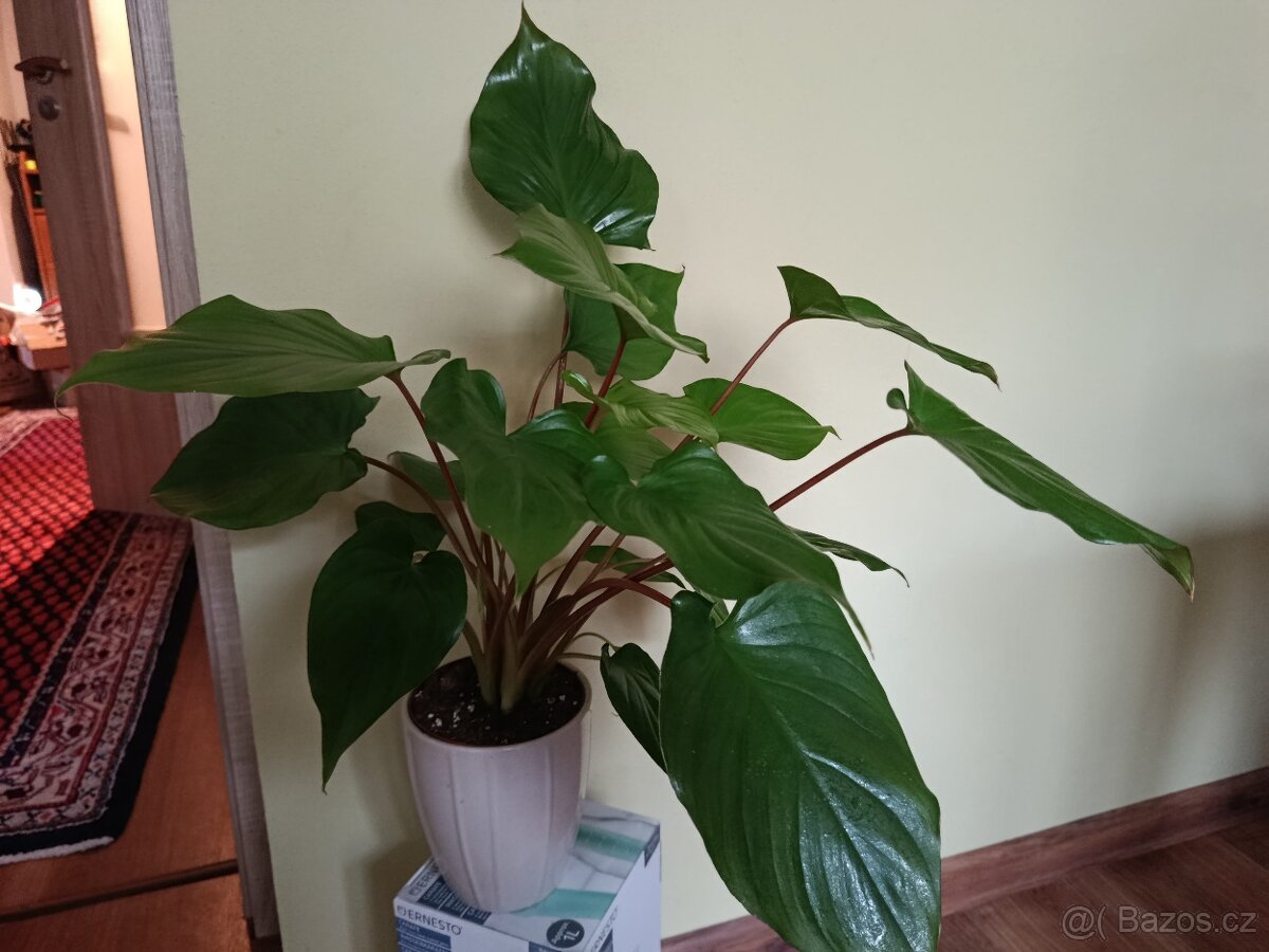 Homalomena 'Maggy' (cca 40 cm bez kvetinace) - 3