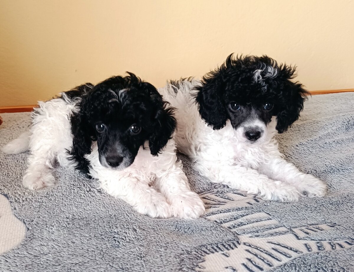 Pudl trpasličí - 3