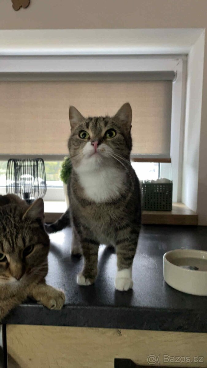 Daruji 2 kočky - 3