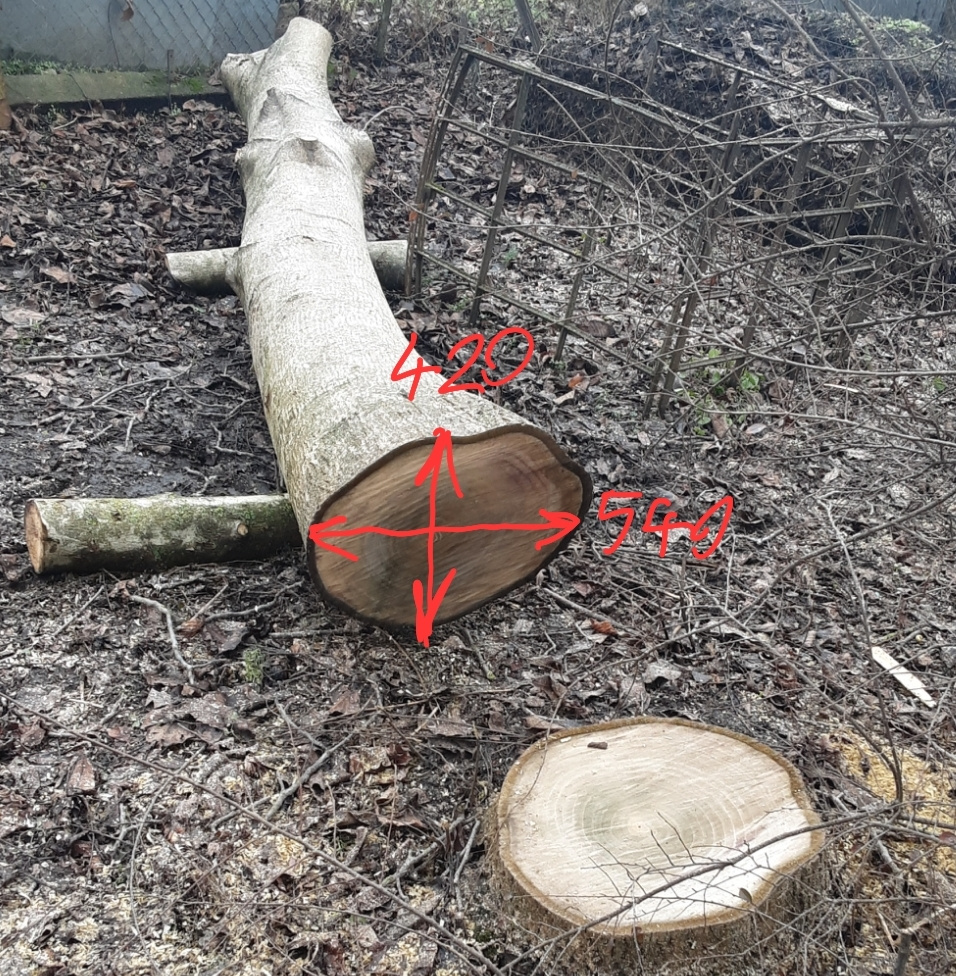 Prodej kmene ořešáku 2 - 3