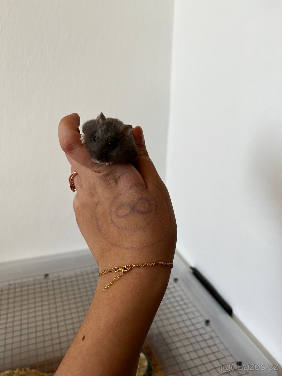 Křeček džungarský - 3