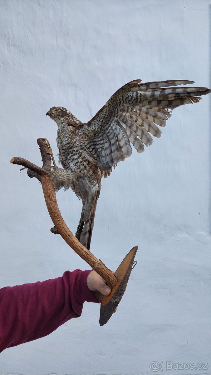 Jelení trofeje, vycpaní ptáci - 3