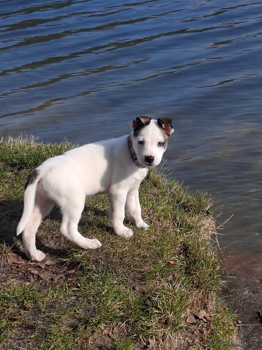 Prodám štěně kříženec staford s husky. - 3