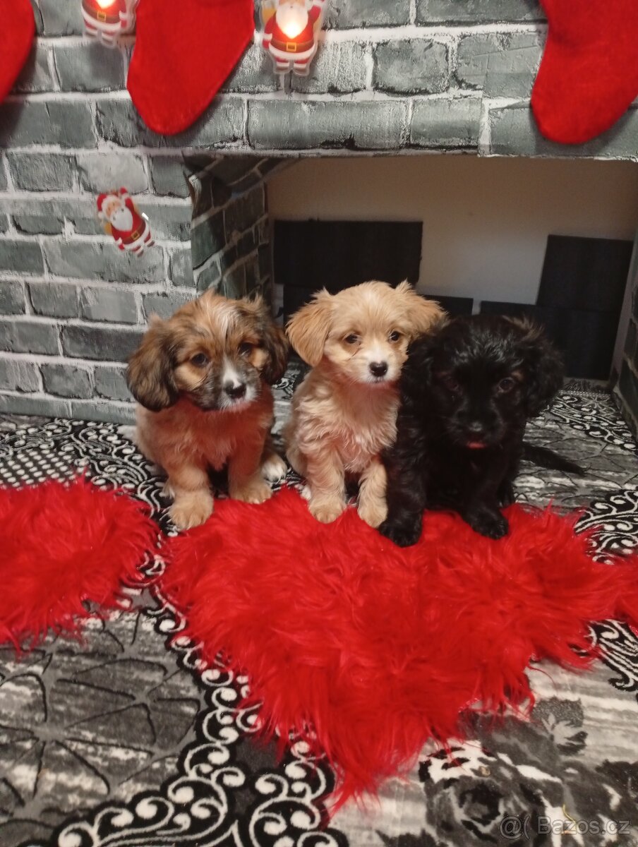 Havanský psík x Moltyploo bez PP - 3