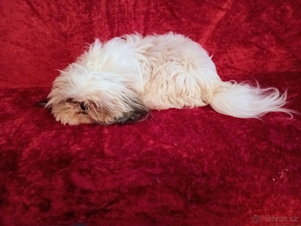 Prodám pejska shih-tzu,shi-tzu, 16mesacný, čipovaný - 3