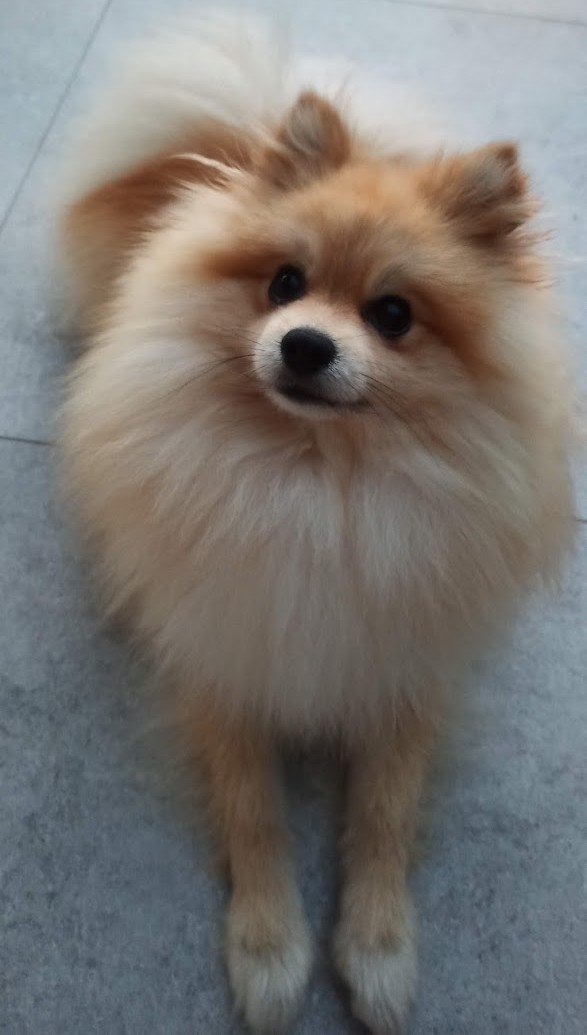 Pomeranian špic - 3