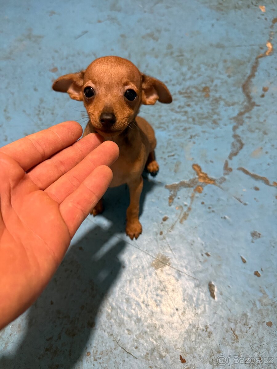 Pražský krysařík - 3