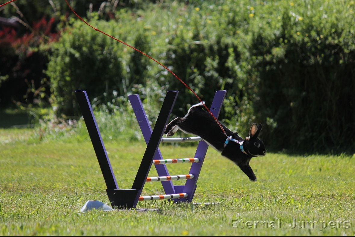 Zakrslý králík s pp - Hook - 3