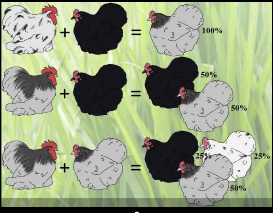 Násadová vejce Maranska - 3