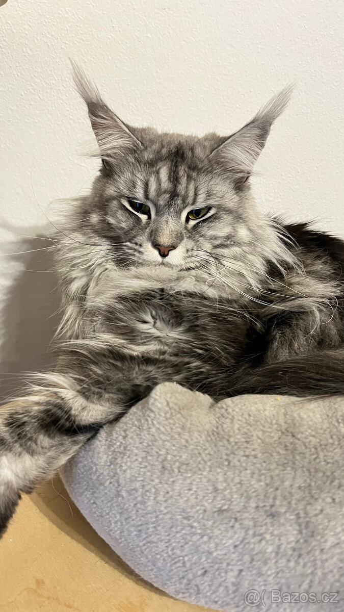 Mainská mývalý bez PP - 3