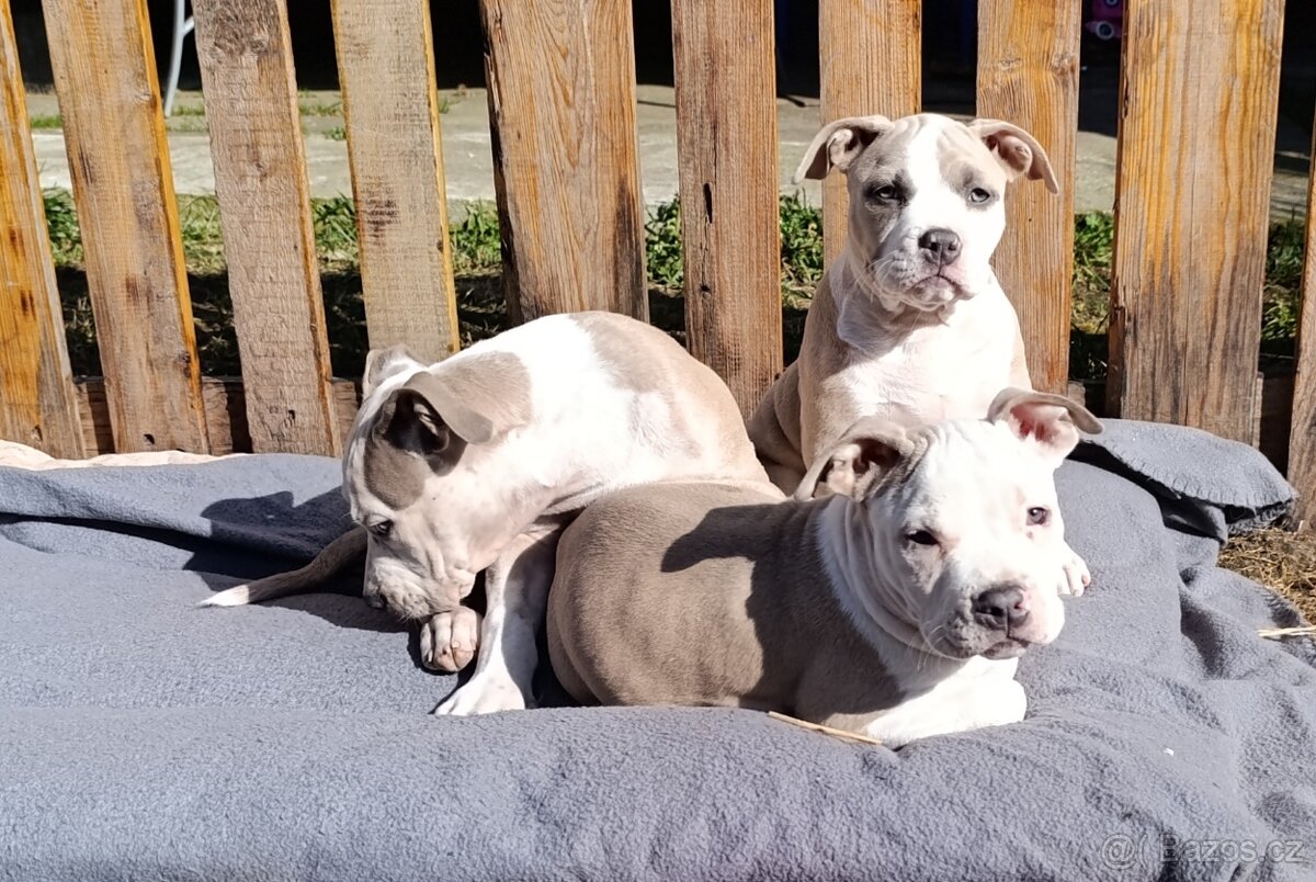 American Bully Standard - 3