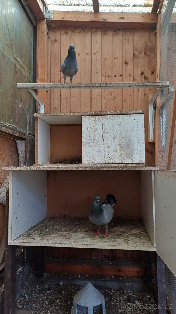 Holubi _ modenky - 3