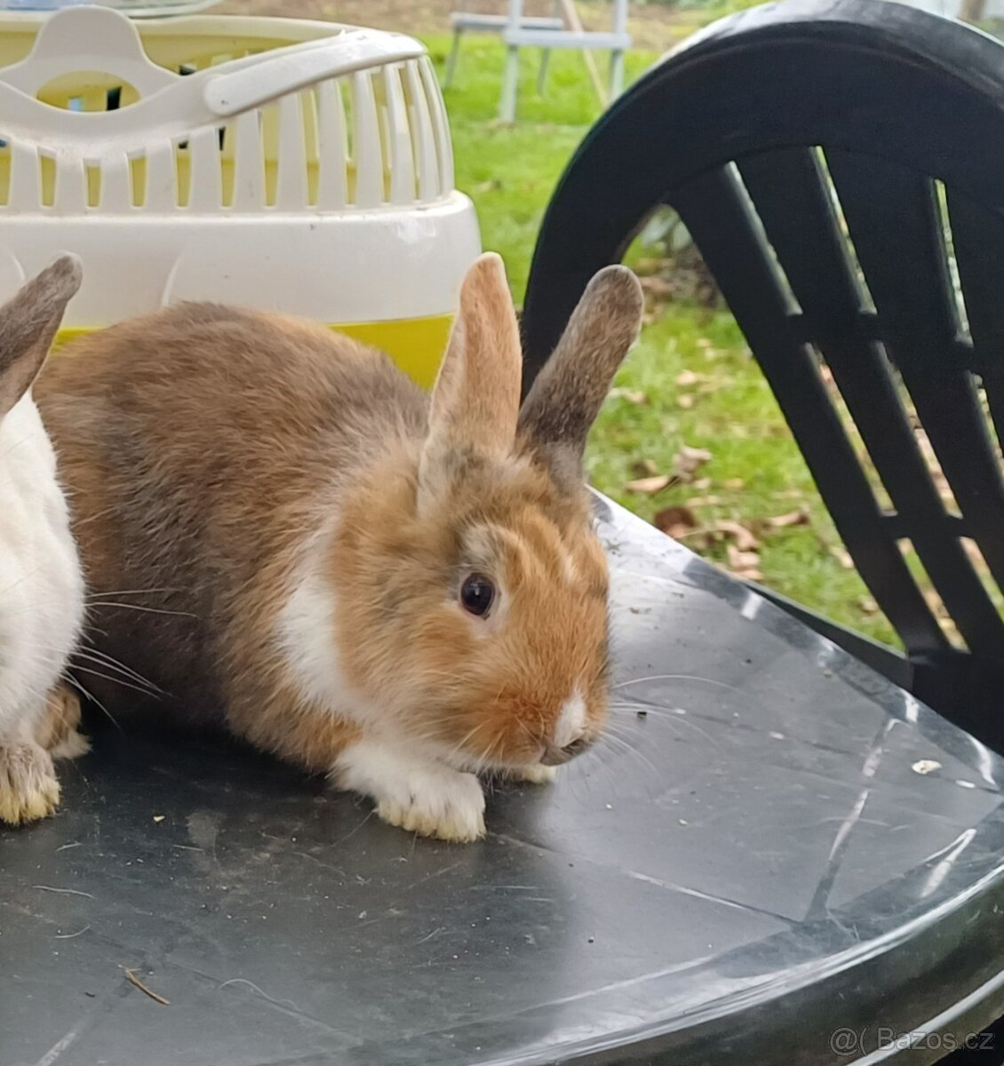 Zakrslý králíček - 3