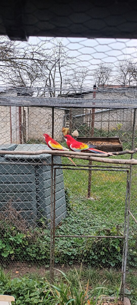 Rozela pestrá Zlatá Modrá - 3