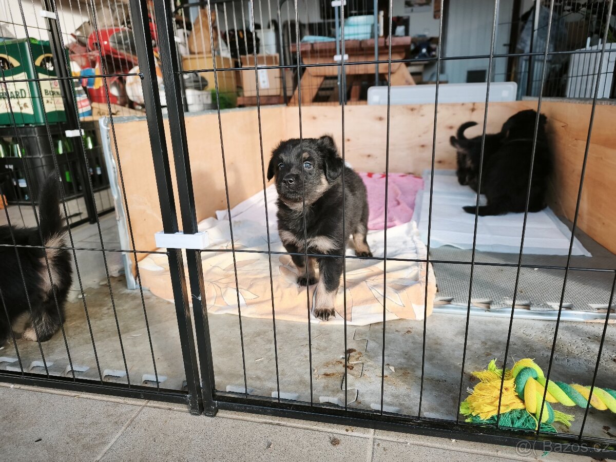 Štěňata - Kříženci Chodského psa - 3