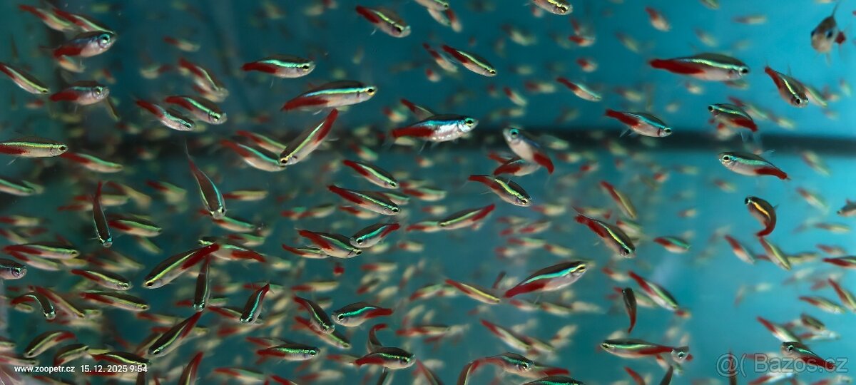 Neonka červená a obecná - 3