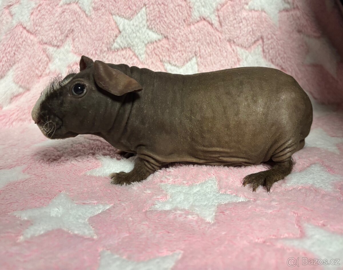 Skinny morče, samec s PP - 3