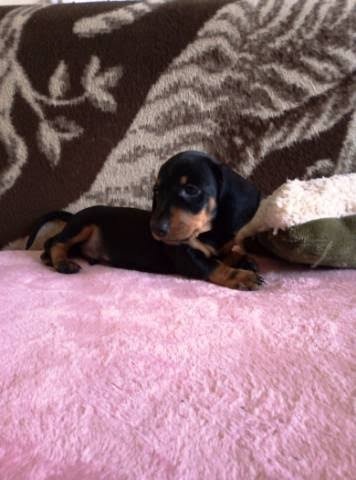 Jezevčík trpasličí hladkosrsty - 3