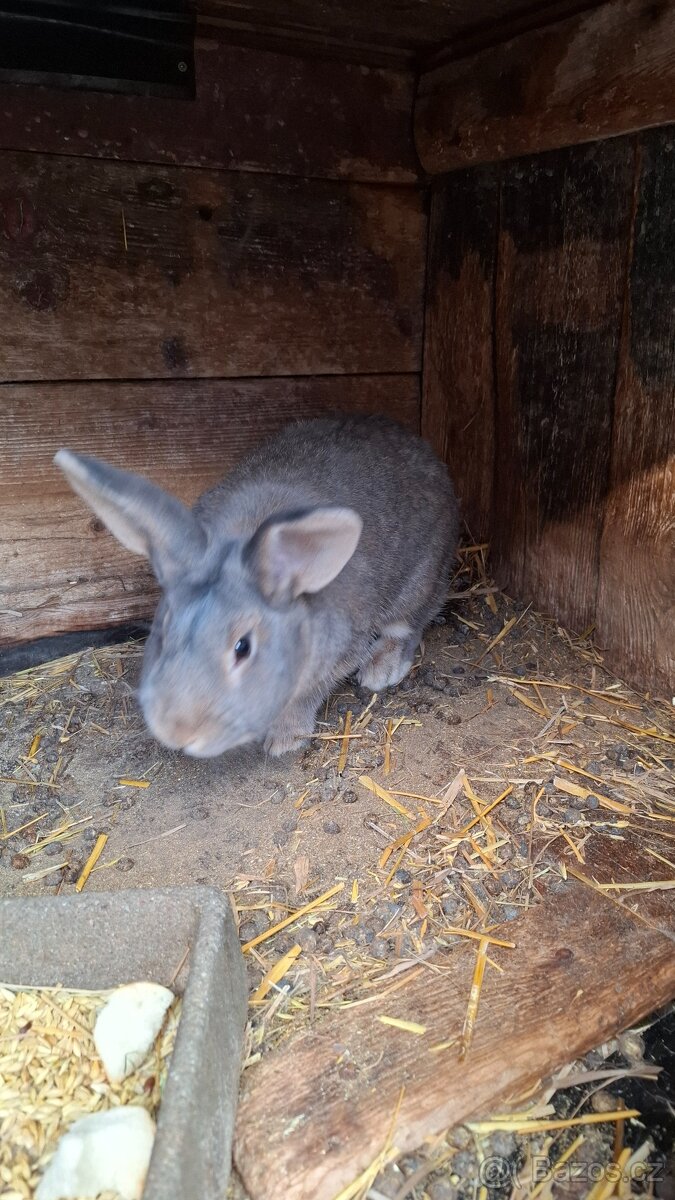 Prodám samce na chov - 3