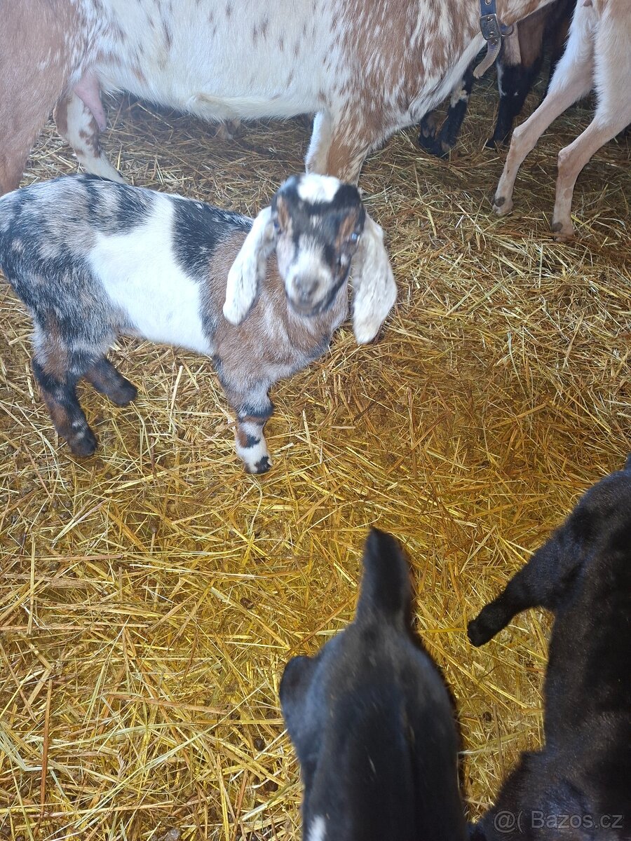 Kůzlata - 3