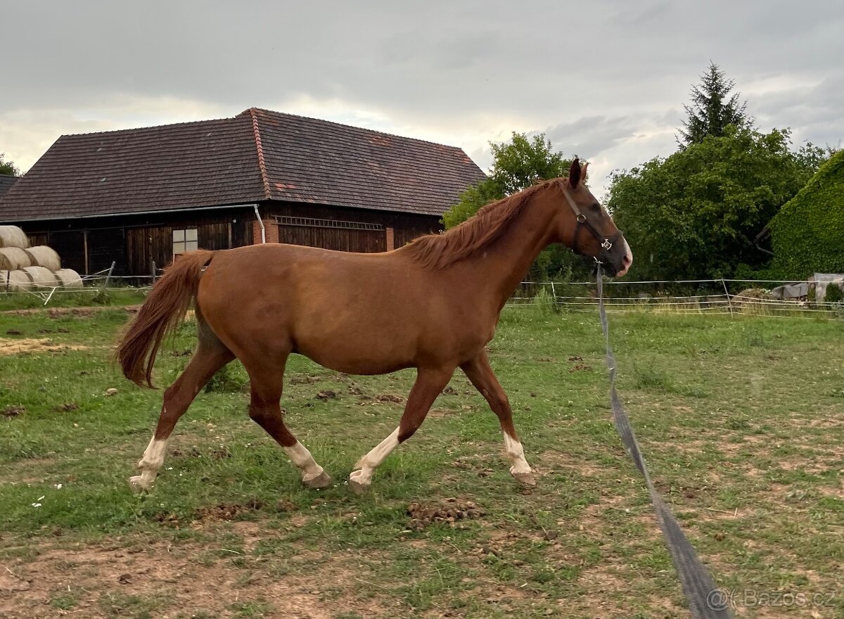 Rekreační kůň - 3