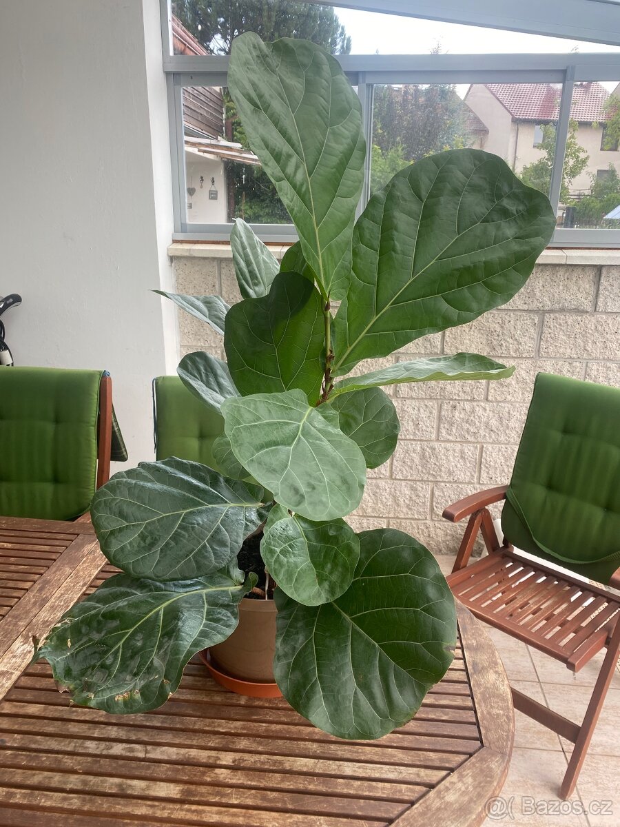 Fíkus Lyrata 120 cm, pokojová rostlina. - 3