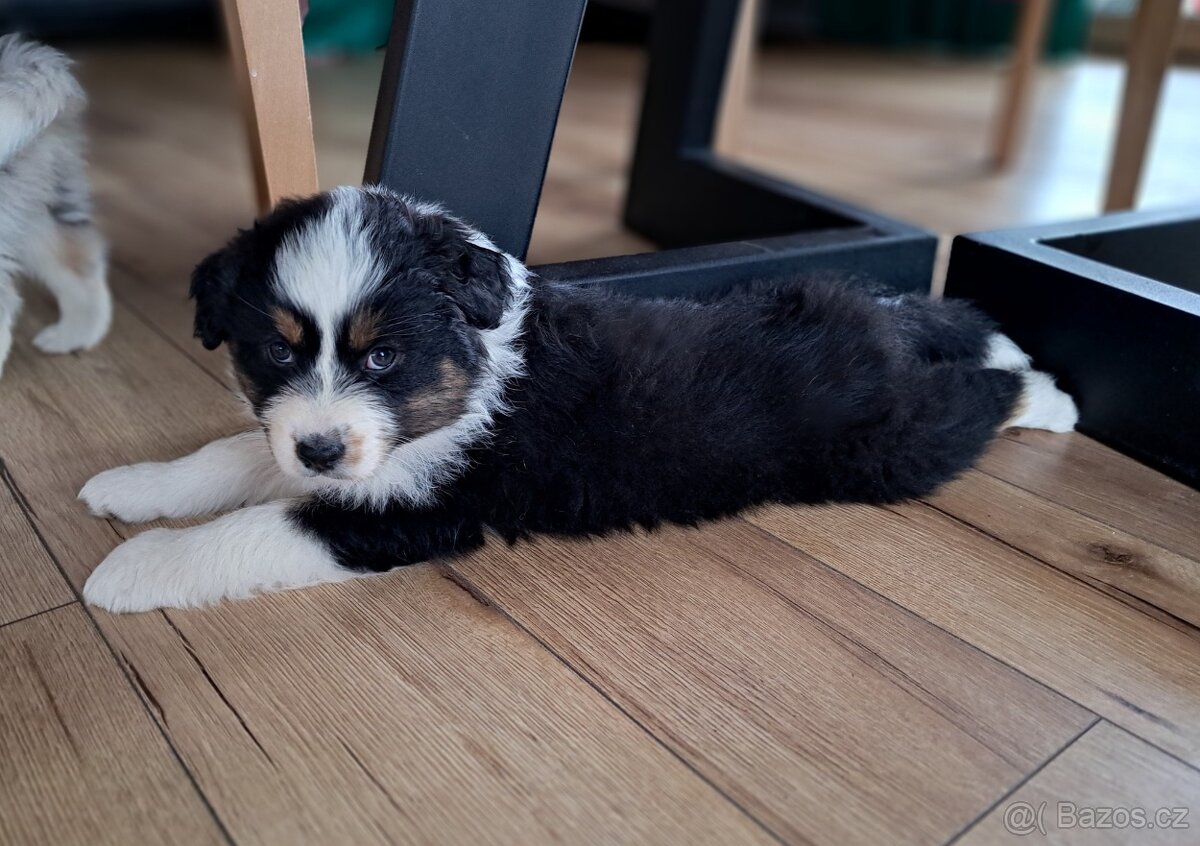 Australský ovčák - 3