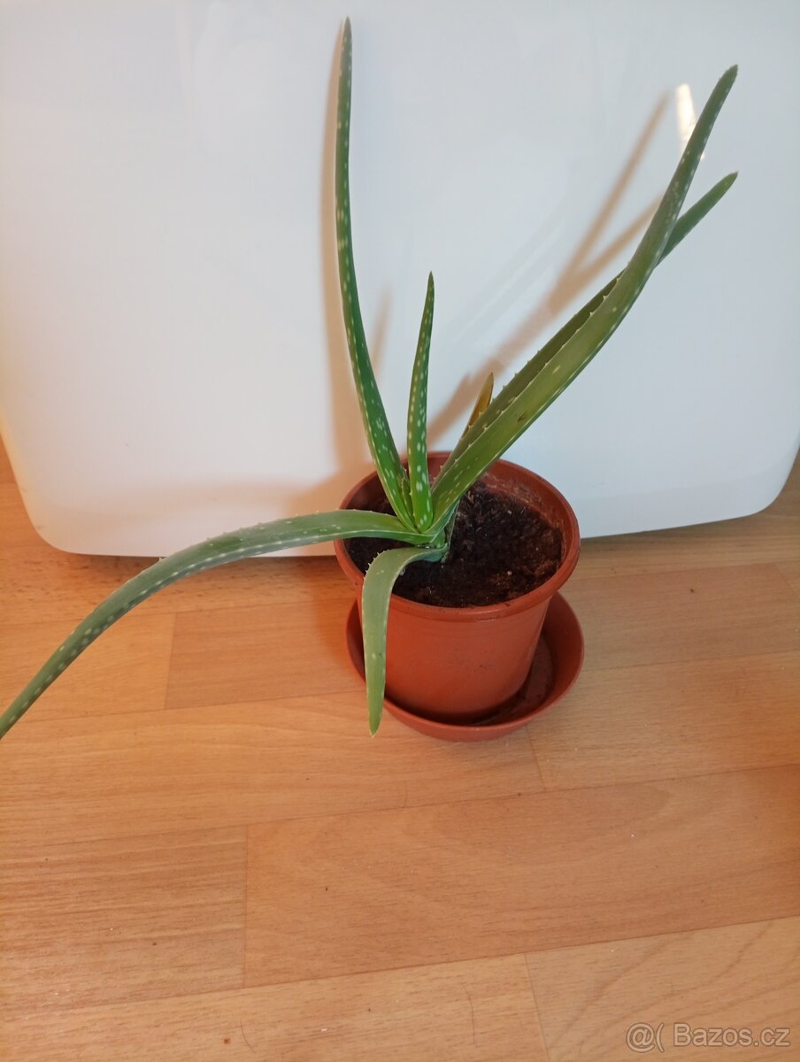Aloe vera - 3