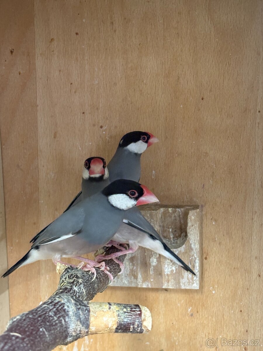 Prodám rýžovníky - 3