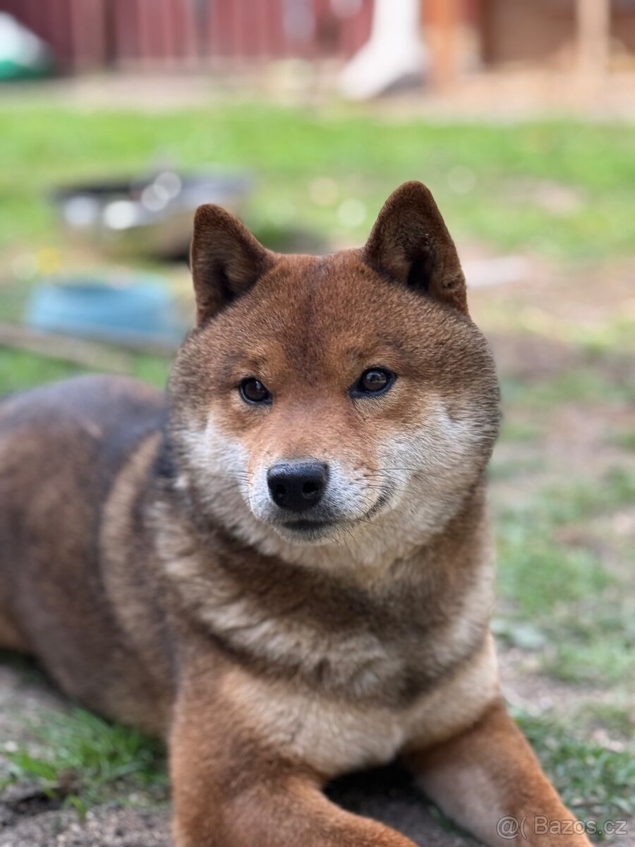 Nabídka kryti- Shiba inu s FCI PP - 3