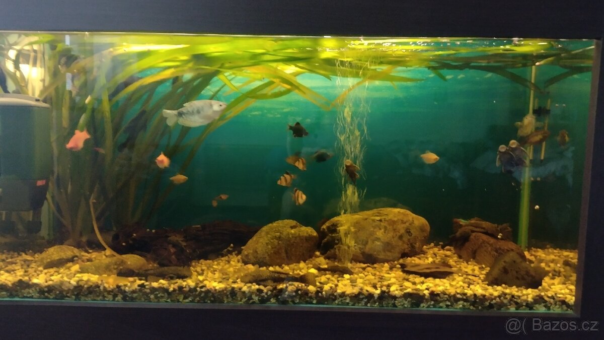 Akvárko 250 l - vestavný komplet s rybkami a vybavením - 3