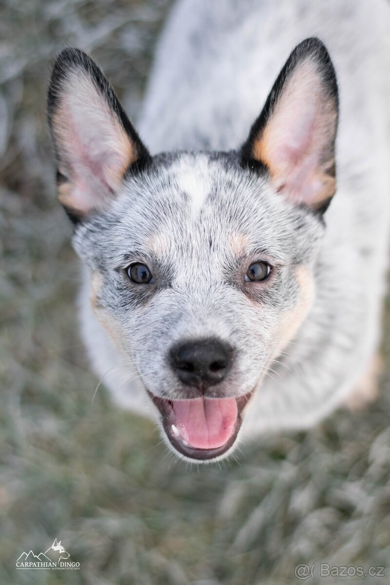 Australský honácký pes - s PP - 3