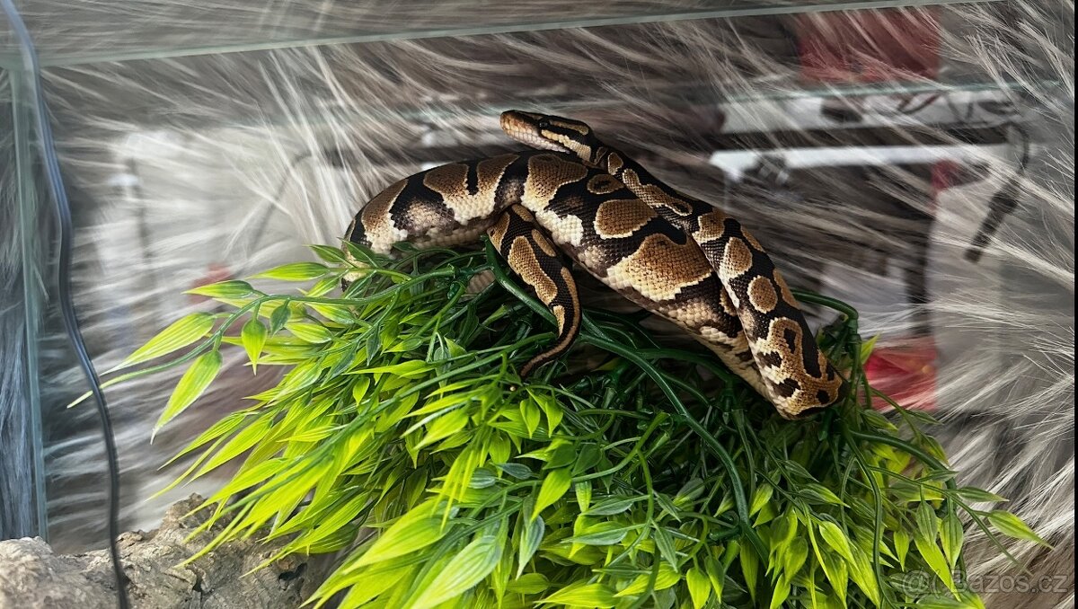 Krajta Královská - 3