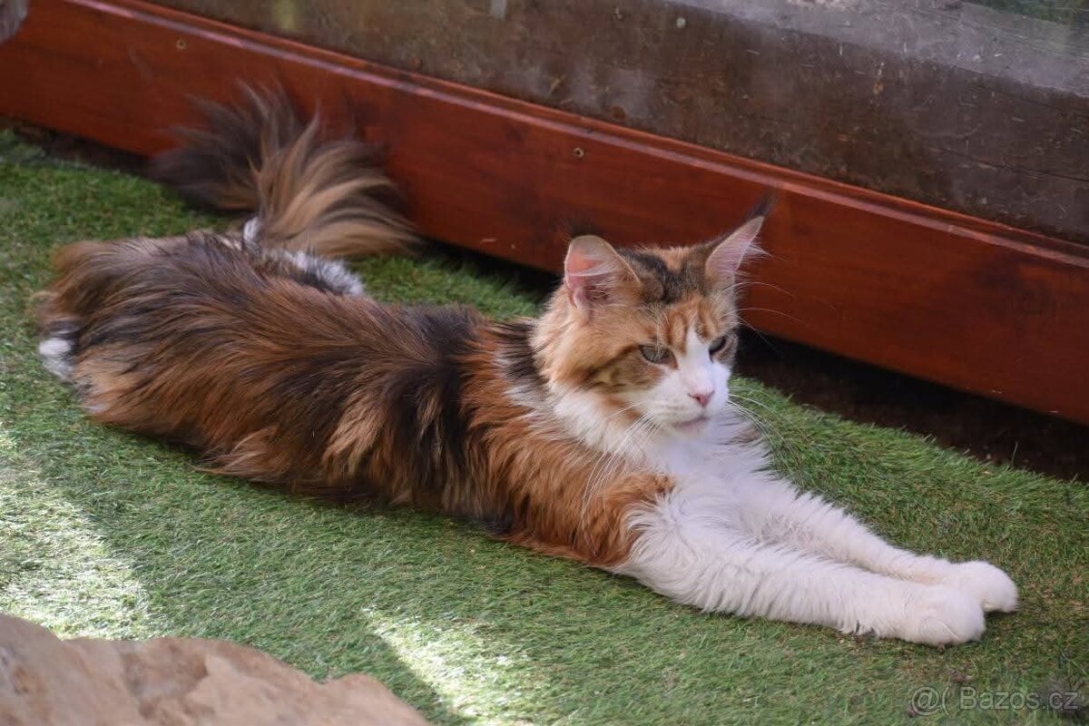 Mainská mývalí s PP - 3