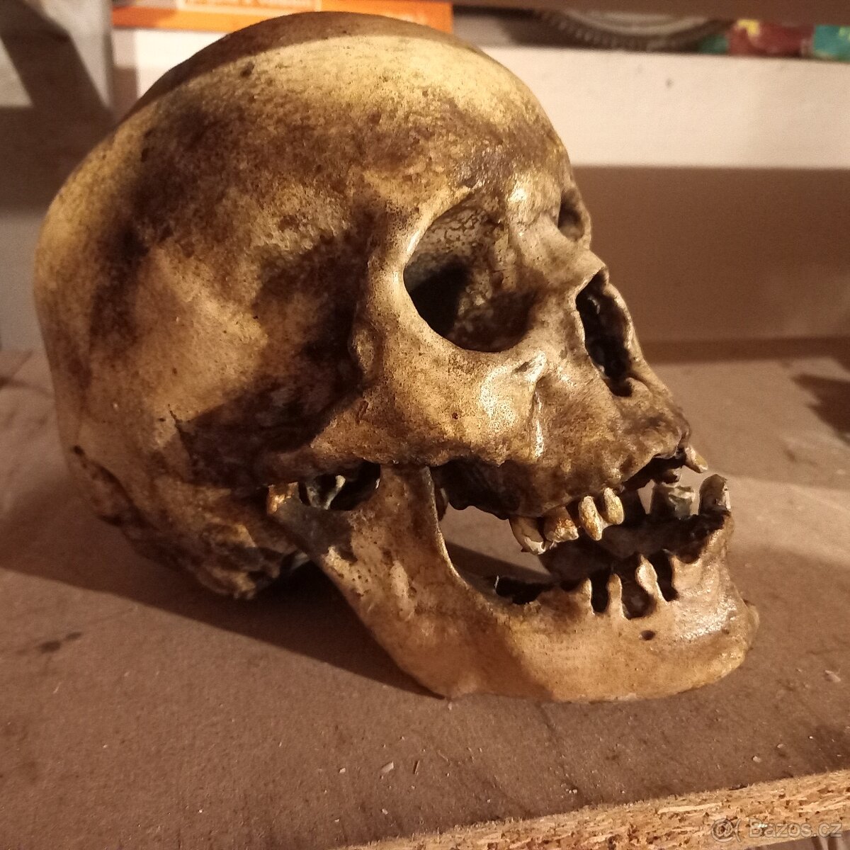 Lidská lebka se spodní čelistí volně - 3