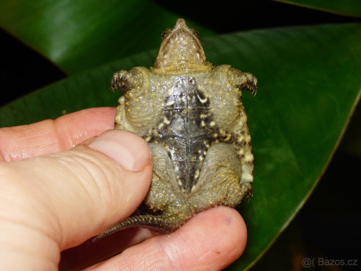 Kajmanka dravá (Chelydra serpentina) - 3