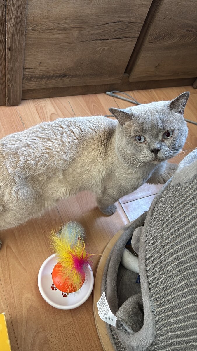 Britský color point ke krytí - 3