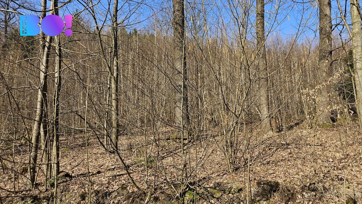 Prodej lesů, 55 558 m², Rybí - 3