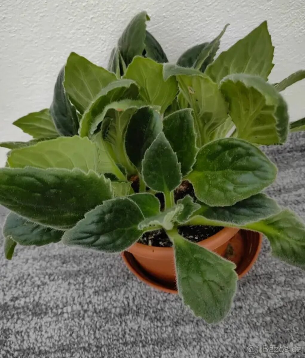 Pokojové rostliny - 3