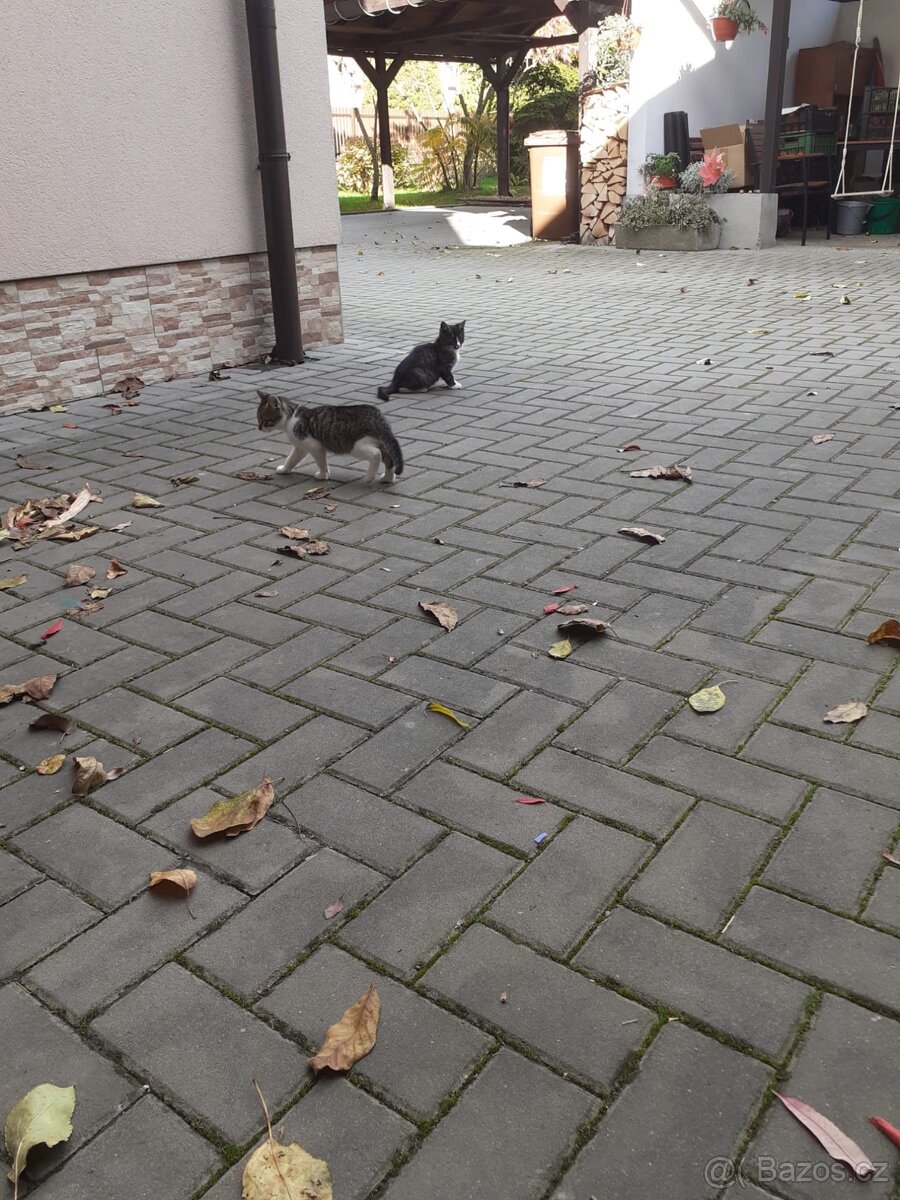 Kočky , kocour - 3