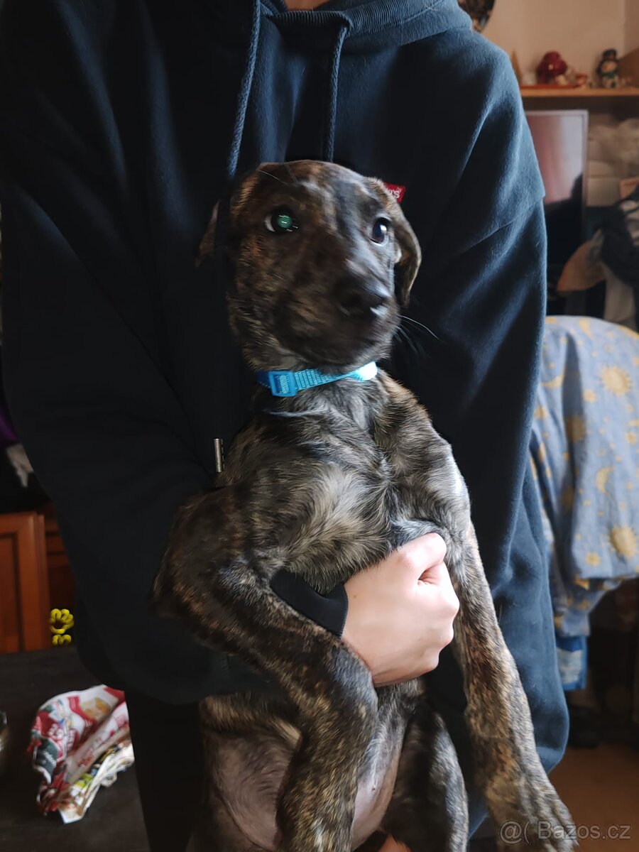 Štenata kříženci - 3