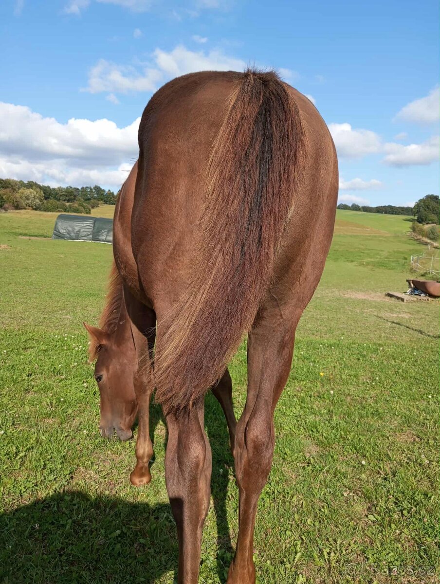 Luxusní APH kobylka - 3