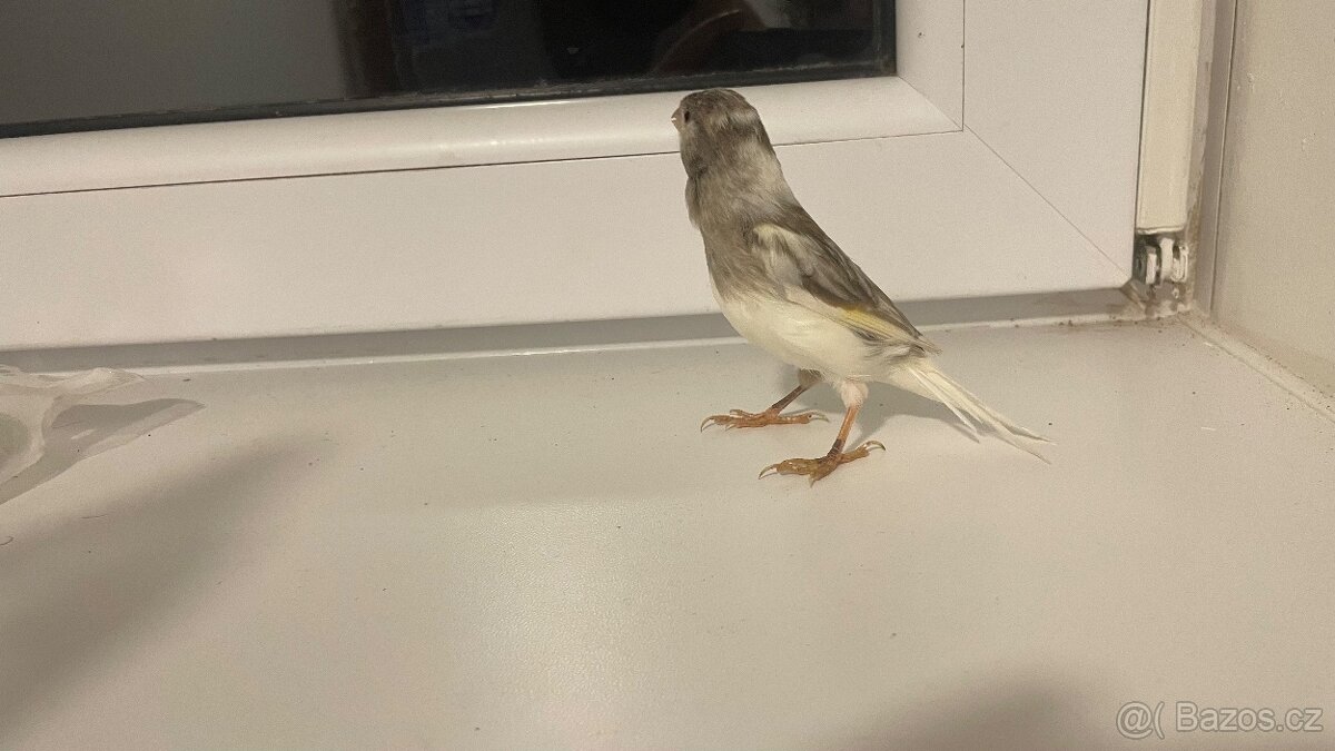 Prodám kanárka samička - 3