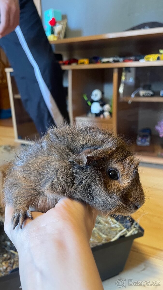 Prodej morčátka - 3