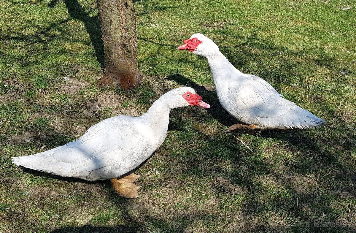 Kachna pižmová - 3