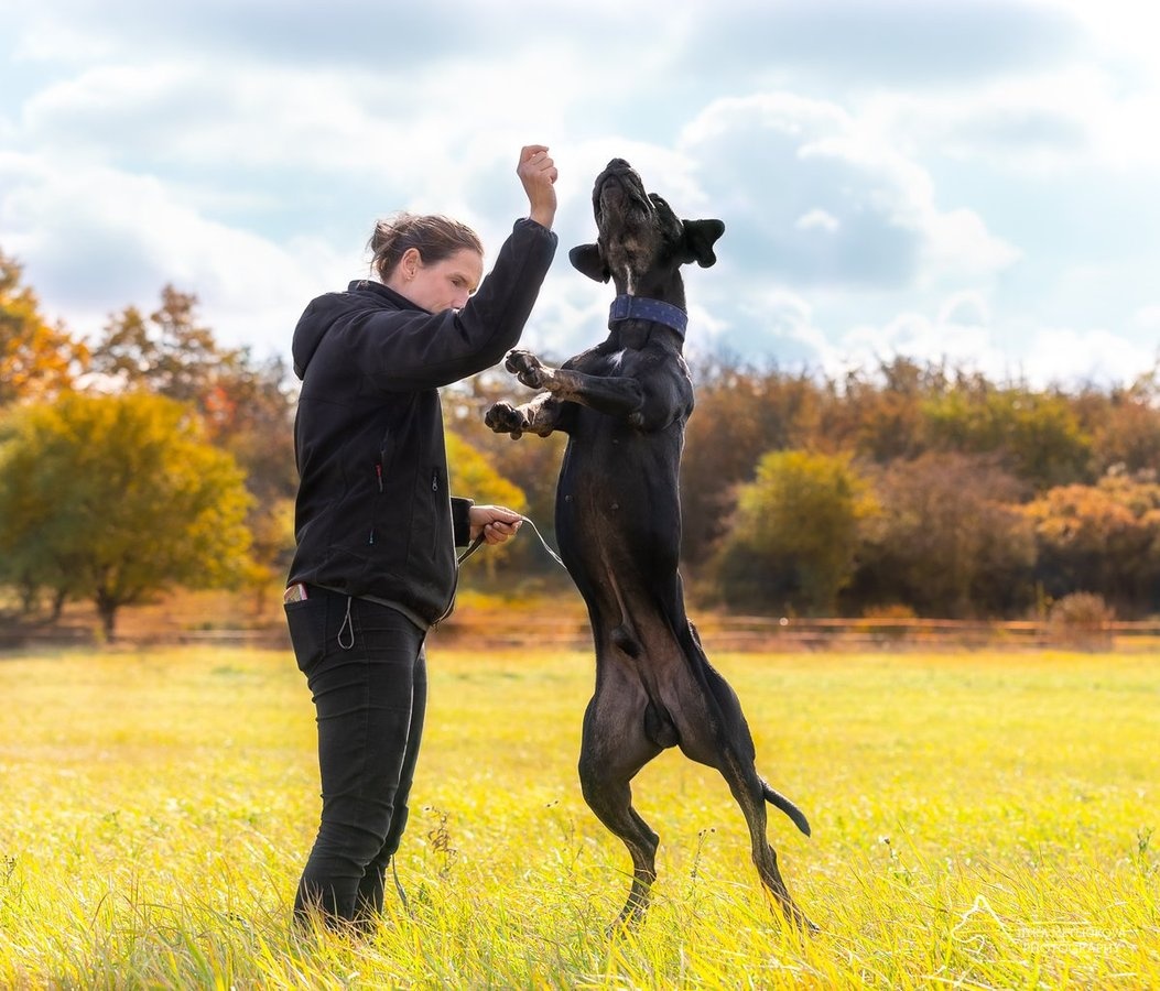 Louisiánský leopardí pes s PP - 3