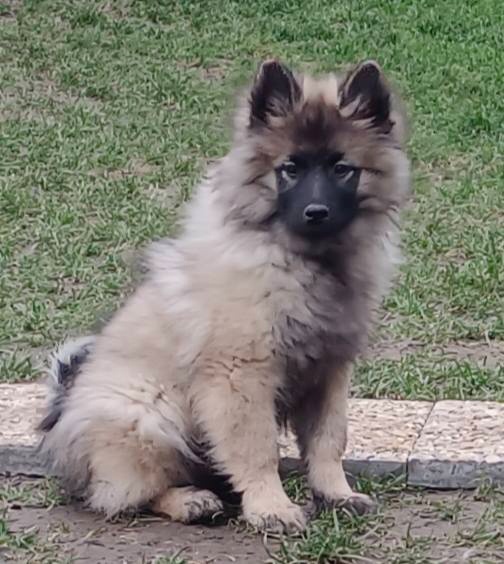 Německý špic vlčí prodám štěňata s PP - hlídač a společník - 3