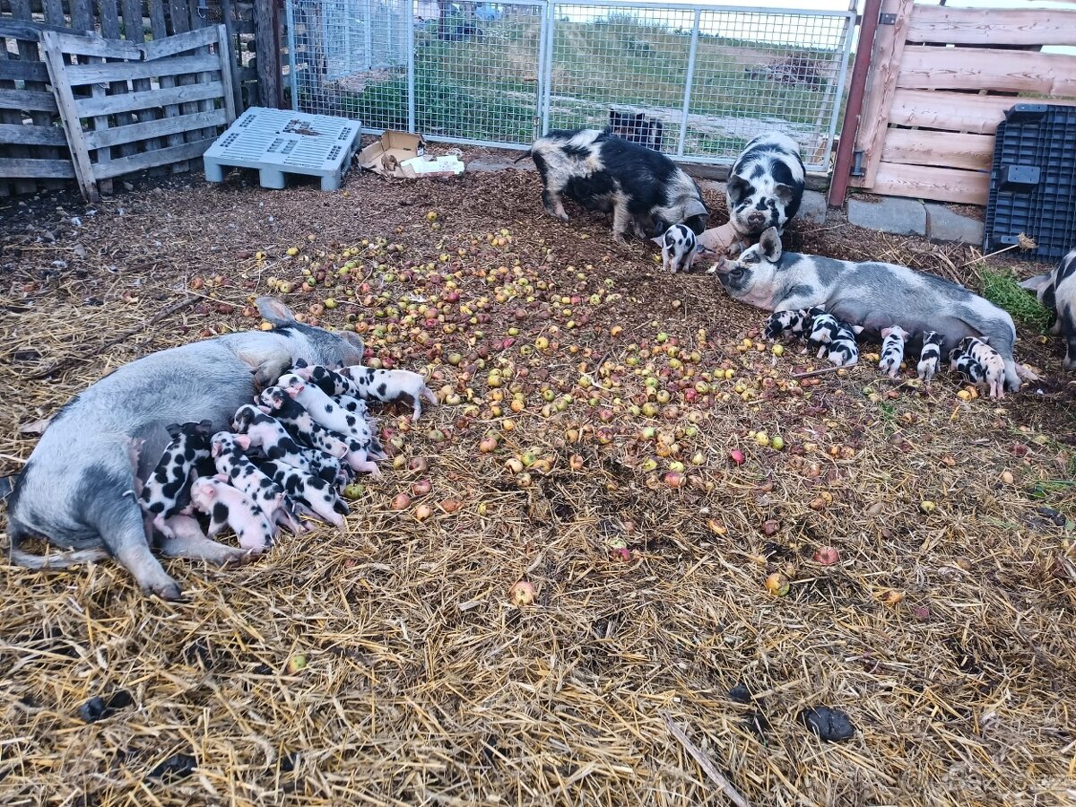 Selata kune kune - 3