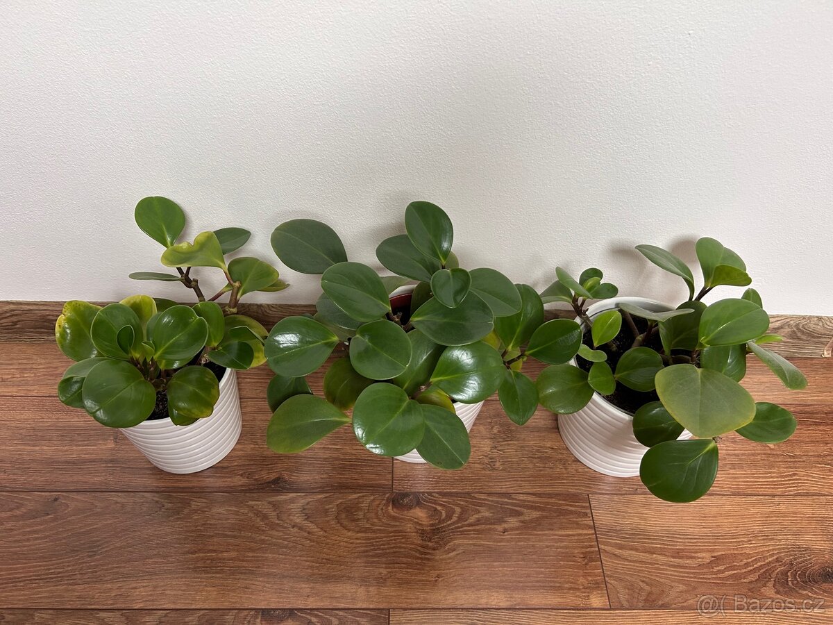 Rostliny pokojové pepřinec banán anturie aglaonema - 3