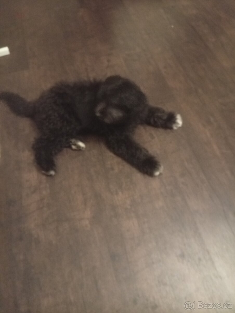 Prodám štěně 3500 Kč. - 3